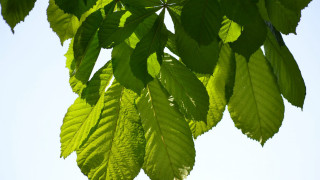 Green leafy tree branch blue - a green leafy tree branch free wallpaper