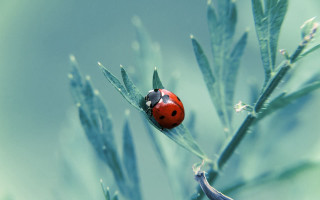 Ladybug green plant leaves blue - a lady bug free wallpaper