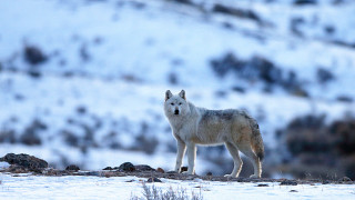 Lone wolf snowy mountain shiba - caspar wolf free wallpaper