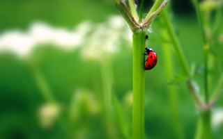 Ladybug green plant grass white - a lady bug free wallpaper
