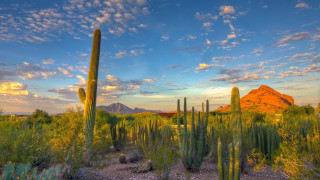 Desert cactus mountains sunset dawn - dawn free wallpaper