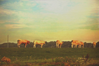 Cows grazing field sky clouds - a few cow free wallpaper