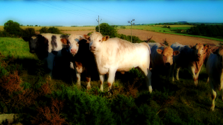 Herd cattle green field forest - a lush green field next free wallpaper