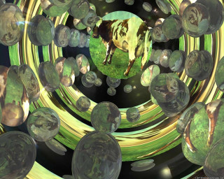 Cow bubbles water black background - a cow free wallpaper