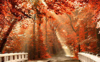 Road white fence red leaves - red leaf free wallpaper