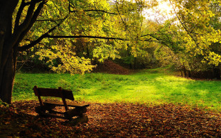 Park bench forest leaves grass - a grassy area free wallpaper