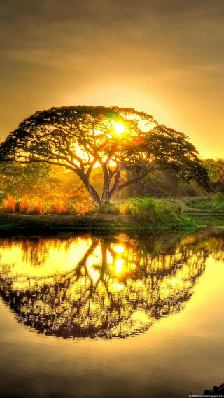Tree reflection water sunset sunshine - reflective free wallpaper for mobile