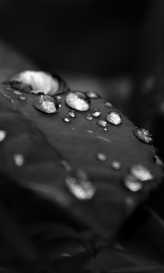 Black white leaf water droplets 3 - water droplet free wallpaper for mobile