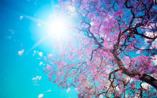 Pink flower tree sunshine hanami - a clear day free wallpaper for desktop