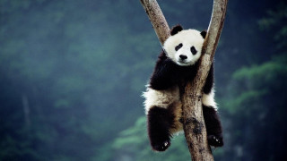 Panda bear tree branch forest - a panda bear free wallpaper