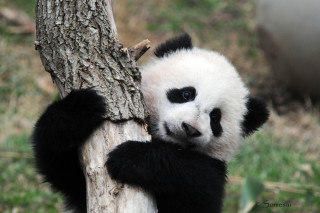 Panda climbing tree trunk looking - a panda bear free wallpaper for desktop