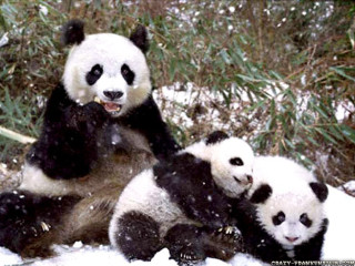 Pandas snow eating bamboo smiling - the snow free wallpaper