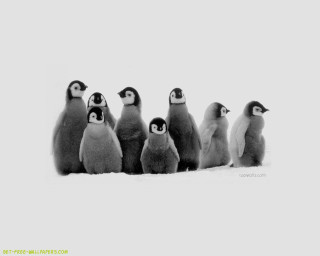 Penguins standing snow together group 2 - one penguin free wallpaper