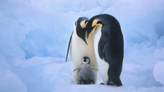 Penguin chick standing snow together - a penguin free wallpaper