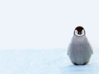 Penguin snow closed eyes minimalist - solo free wallpaper