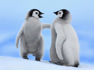 Two penguins standing next to - anne said free wallpaper
