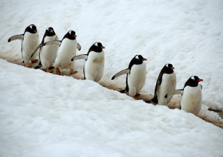 Penguins walking in the snow - the snow together free wallpaper