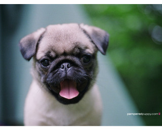Small pug dog tongue out 2 - a small pug dog free wallpaper