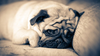 Pug dog couch pillow sleeping - a pug dog free wallpaper
