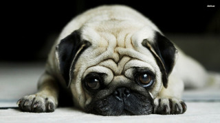 Small pug dog white carpet 2 - a small pug dog free wallpaper