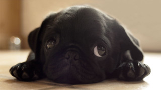 Black pug sad looking camera - tachisme free wallpaper for desktop