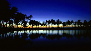 Sunset palm trees reflection water - andreas gursky free wallpaper for desktop