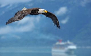 Eagle flying over water cruise - alson s. clark free wallpaper