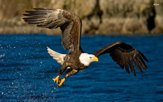 Bald eagle flying water wings - americo makk free wallpaper for desktop
