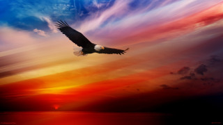 Bald eagle flying sunset sky - a bald eagle free wallpaper