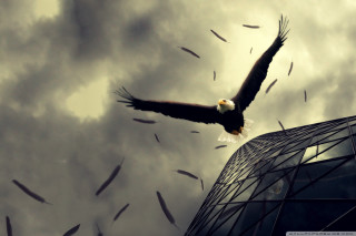 Bald eagle flying building birds - a bald eagle free wallpaper