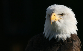 Bald eagle white head yellow 2 - a white head free wallpaper