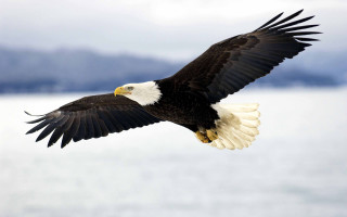 Bald eagle flying water mountains 2 - bald free wallpaper