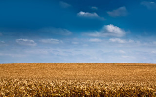 Wheat field blue sky clouds 11 - heavy grain free wallpaper for desktop