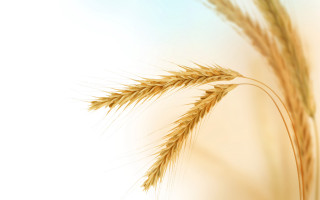 Wheat closeup blurry background plant - heavy grain free wallpaper
