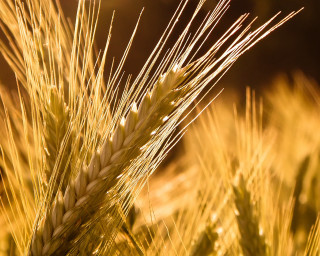 Wheat closeup blurry background sunset 2 - a blurry background of the grass free wallpaper