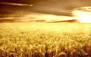 Wheat field cloudy sky sunshine - heavy grain free wallpaper for desktop