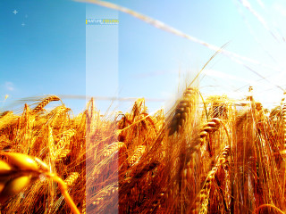 Wheat field blue sky blurry - heavy grain free wallpaper