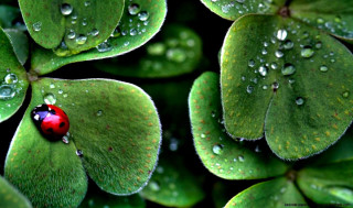 Ladybug green leaf water droplets 16 - a lady bug free wallpaper