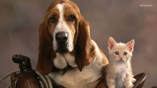 Dog kitten chair sitting together - brothers hildebrandt free wallpaper for desktop