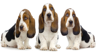 Three basset hounds white background - elke vogelsang free wallpaper