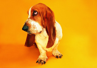 Dog spot face yellow background - his paw free wallpaper
