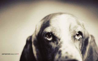 Sad dog looking camera art - sad free wallpaper