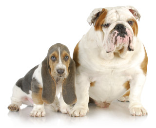 Dog puppy white background looking - andries both free wallpaper