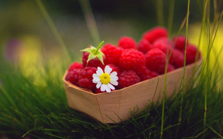 Raspberry daisy basket grass macro - a blurry background of the grass free wallpaper
