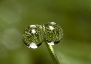 Water drops plant stem macro - a plant stem free wallpaper