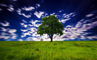 Tree field sky clouds blue - digital photography free wallpaper