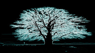 Tree white leaves night high - high contrast free wallpaper