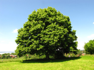 Large tree grassy field blue - a grassy field free wallpaper