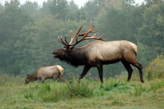 Majestic elk grazing forest nature - e. simms campbell free wallpaper