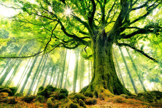 Large tree green leaves sunlight - barthel bruyn free wallpaper for desktop